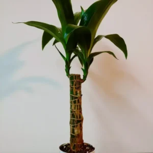 Dracaena Fragrans Corn Plant Live Indoor Houseplant + Free Plant Food