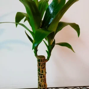Dracaena Fragrans Corn Plant Live Indoor Houseplant + Free Plant Food
