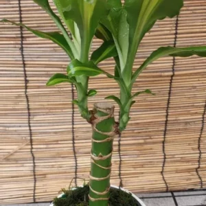 Dracaena Fragrans Live Plant Golden Coast Corn Plant with FREE Plant Food Easy-Care Houseplant