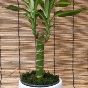 Dracaena Fragrans Live Plant Golden Coast Corn Plant with FREE Plant Food Easy-Care Houseplant