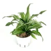 Dracaena Kanzi Air Purifying Houseplant 4" Pot Indoor Plant