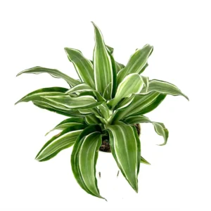 Dracaena Kanzi Air Purifying Houseplant 4" Pot Indoor Plant