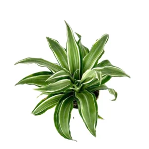 Dracaena Kanzi Air Purifying Houseplant 4