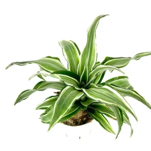 Dracaena Kanzi Air Purifying Houseplant 4