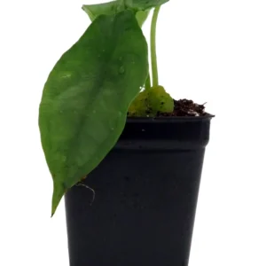 Dragon Breath African Mask Plant - Alocasia - 2.5 Inch Pot - Exotic Indoor Plant