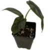 Dragon Scale African Mask Plant - Alocasia - 2.5" Pot - Exotic Foliage Houseplant