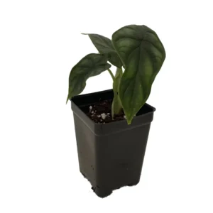 Dragon Scale African Mask Plant - Alocasia - 2.5" Pot - Exotic Foliage Houseplant