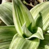 Dragon Tail Callisia soconuscensis - 2.5" Pot - Collector's Series - Unique Houseplant