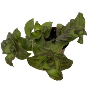 Dragon Tail Callisia soconuscensis - 2.5" Pot - Collector's Series - Unique Houseplant