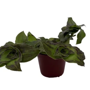 Dragon Tail Callisia soconuscensis - 2.5