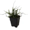 Dragon Tail Fern Asplenium ebenoides - Quart Pot - Indoor Outdoor Plant