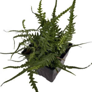Dragon Tail Fern Asplenium ebenoides - Quart Pot - Indoor Outdoor Plant
