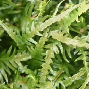 Dragon Tail Fern Asplenium ebenoides - Quart Pot - Indoor Outdoor Plant