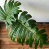 Dragon Tail Rhaphidophora decursiva Plant - Giant Climber - 4 inch Pot - Tropical Foliage