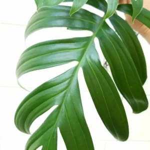 Dragon Tail Rhaphidophora decursiva Plant - Giant Climber - 4 inch Pot - Tropical Foliage