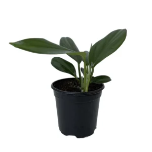 Dragon Tail Rhaphidophora decursiva Plant - Giant Climber - 4 inch Pot - Tropical Foliage