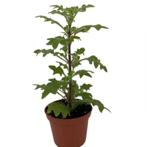 Duck Foot Swedish Ivy Plant - Plectranthus - 2.5 Inch Pot - Unique Texture