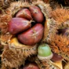Dunstan American Chestnut Tree Seeds - Hybrid - Cold Stratified - Blight Resistant Sweet Chestnut