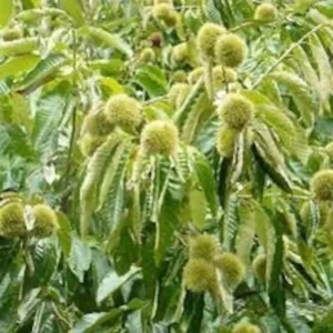 Dunstan American Chestnut Tree Seeds - Hybrid - Cold Stratified - Blight Resistant Sweet Chestnut