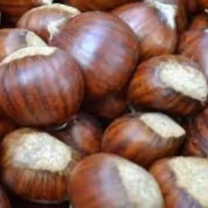 Dunstan American Chestnut Tree Seeds - Hybrid - Cold Stratified - Blight Resistant Sweet Chestnut