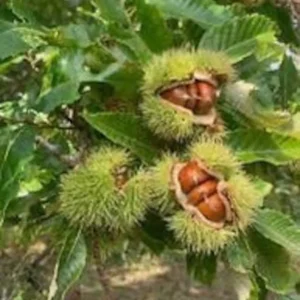 Dunstan American Chestnut Tree Seeds - Hybrid - Cold Stratified - Blight Resistant Sweet Chestnut