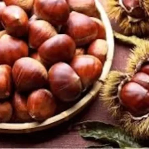 Dunstan American Chestnut Tree Seeds - Hybrid - Cold Stratified - Blight Resistant Sweet Chestnut
