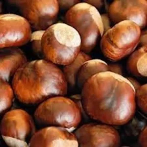 Dunstan American Chestnut Tree Seeds - Hybrid - Cold Stratified - Blight Resistant Sweet Chestnut