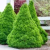 Dwarf Alberta Spruce Live Plant - Conical Evergreen Tree - Green Shrub - 20 to 25 inch Height