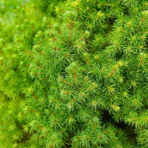 Dwarf Alberta Spruce Live Plant - Conical Evergreen Tree - Green Shrub - 20 to 25 inch Height
