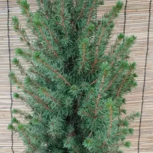 Dwarf Alberta Spruce Live Plant - Conical Evergreen Tree - Green Shrub - 20 to 25 inch Height