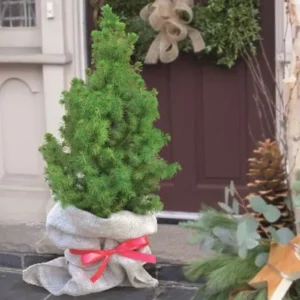 Dwarf Alberta Spruce Live Plant - Conical Evergreen Tree - Green Shrub - 20 to 25 inch Height
