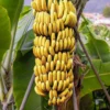 Dwarf Banana Musa Cavendish Plant - Edible Banana Tree - Patio and Container Garden Tropical Fruit Tree