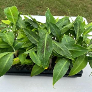 Dwarf Banana Musa Cavendish Plant - Edible Banana Tree - Patio and Container Garden Tropical Fruit Tree