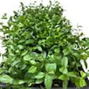 Dwarf Blueberry Plant - Top Hat Vaccinium Angustifolium Starter Fruit Bush Perennial
