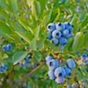 Dwarf Blueberry Plant - Top Hat Vaccinium Angustifolium Starter Fruit Bush Perennial