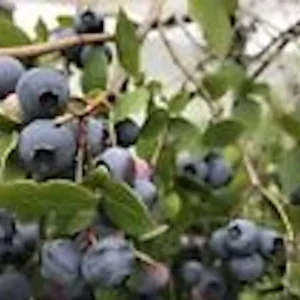 Dwarf Blueberry Plant - Top Hat Vaccinium Angustifolium Starter Fruit Bush Perennial
