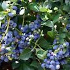 Dwarf Blueberry Plant - Top Hat Vaccinium Angustifolium Starter Fruit Bush Perennial