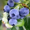 Dwarf Blueberry Top Hat Plant - Starter Fruit Bush - Perennial Blueberry Plant