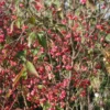Dwarf Burning Bush Shrub - 10 Live Plant Cuttings - Outdoor Perennials