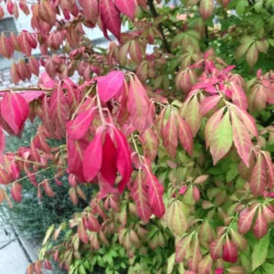 Dwarf Burning Bush Shrub - 10 Live Plant Cuttings - Outdoor Perennials