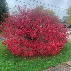 Dwarf Burning Bush Shrub - 10 Live Plant Cuttings - Outdoor Perennials
