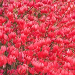 Dwarf Burning Bush Shrub - 10 Live Plant Cuttings - Outdoor Perennials