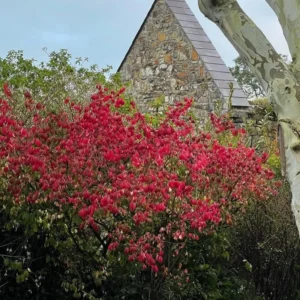 Dwarf Burning Bush Shrub - 10 Live Plant Cuttings - Outdoor Perennials