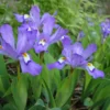 Dwarf Crested Iris Plants - 20 Bare Root Wildflower Iris Cristata Native