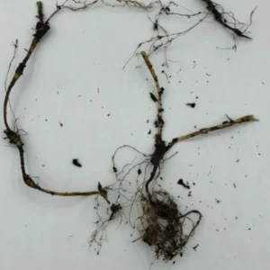 Dwarf Crested Iris Plants - 20 Bare Root Wildflower Iris Cristata Native