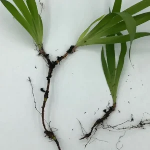 Dwarf Crested Iris Plants - 20 Bare Root Wildflower Iris Cristata Native