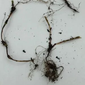 Dwarf Crested Iris Plants - 3 Bare Root Iris Cristata Wildflower Native Organic Shade Garden Transplant