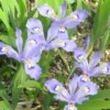 Dwarf Crested Iris Plants - 5 Bare Root Iris Cristata for Shade Garden Native Wildflower