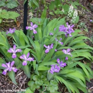 Dwarf Crested Iris Plants - 5 Bare Root Iris Cristata for Shade Garden Native Wildflower