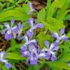 Dwarf Crested Iris Plants - 5 Bare Root Iris Cristata for Shade Garden Native Wildflower